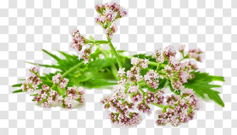 Valerian Root Perennial Plant Tincture - Stolon Transparent PNG