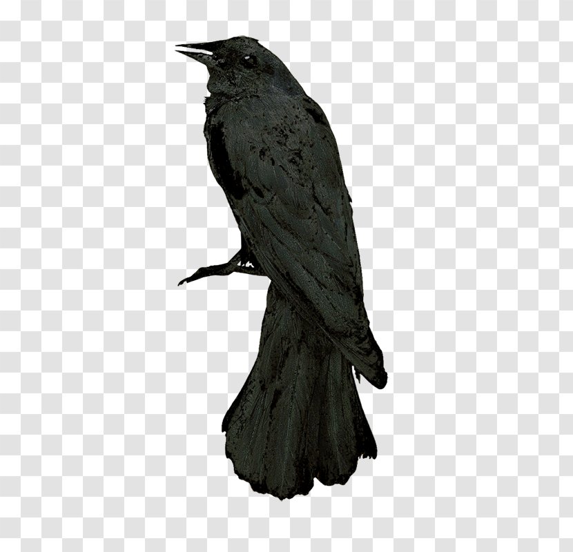 Watercolor Cartoon - Raven - Perching Bird Blackbird Transparent PNG