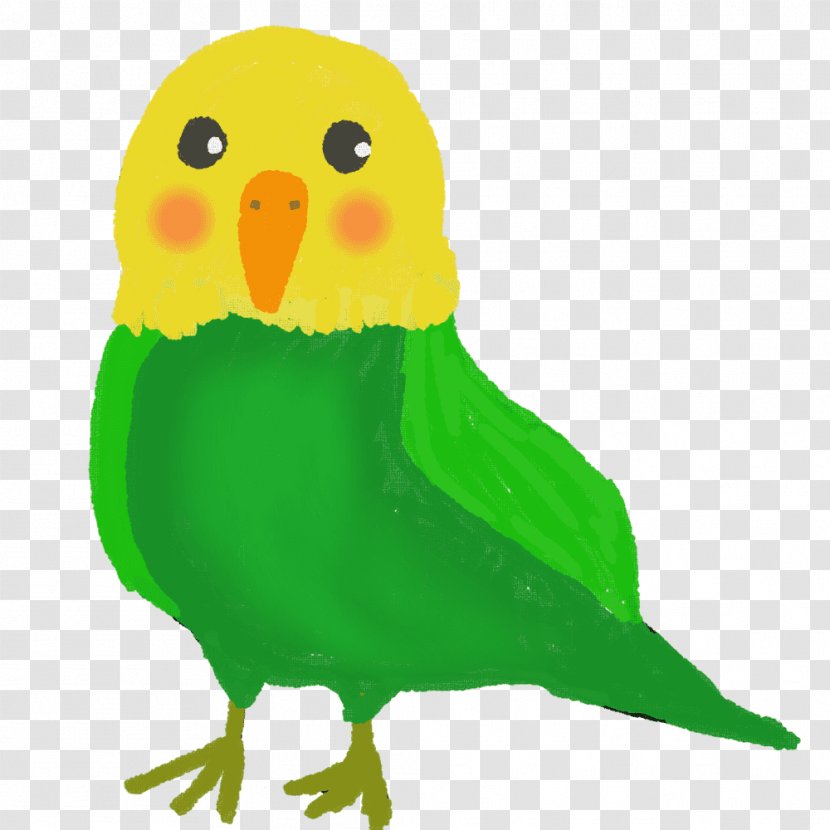 Budgerigar Bird Parrot Parakeet - Common Pet Transparent PNG