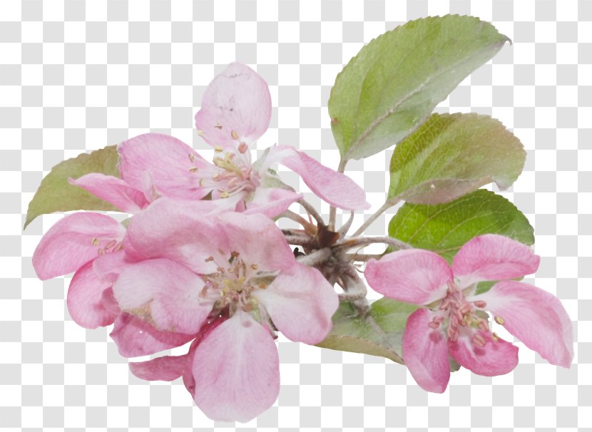Blossom Flower Apples Clip Art - Fruit Tree - Spa Model Transparent PNG