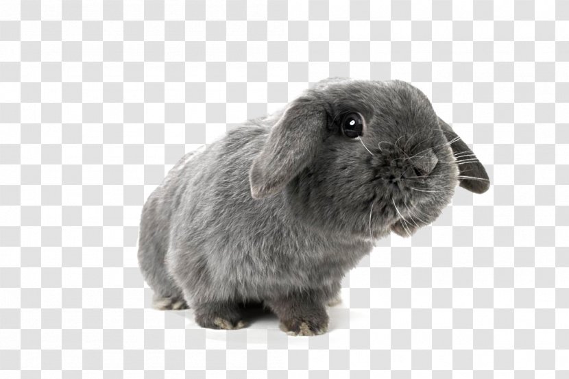 Holland Lop Domestic Rabbit Miniature Hare - Rabbit,Black Rabbit,Lop,lovely,animal,pet Transparent PNG