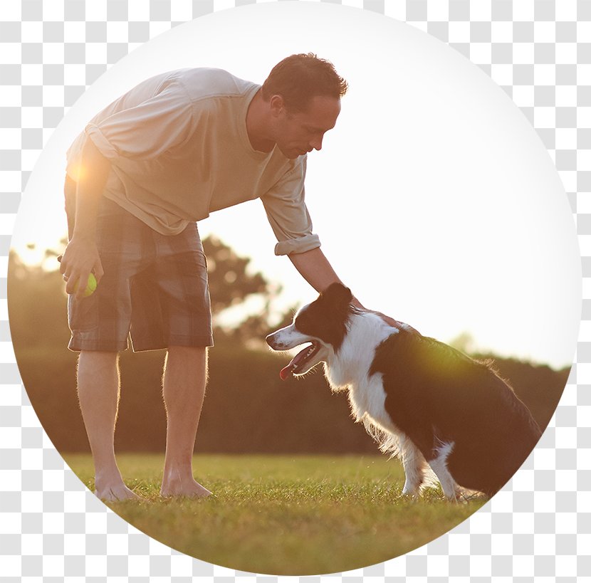 Border Collie Self-exclusion Tennis Balls Photography - Game Transparent PNG