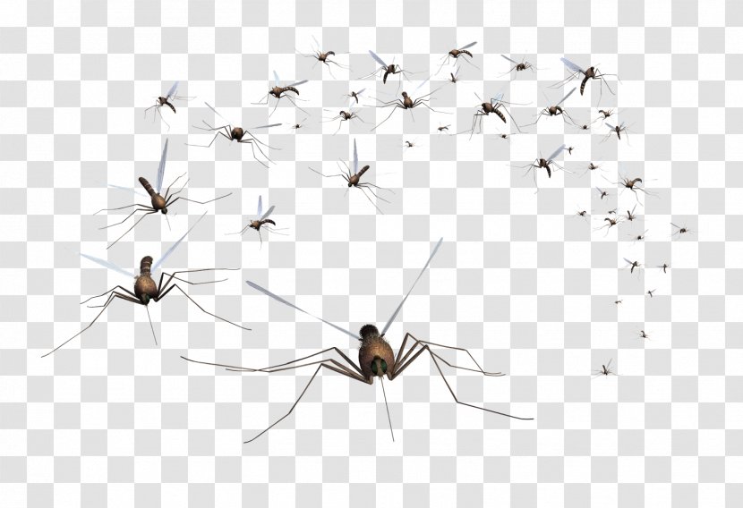 American Mosquito Control Association Pest - Arthropod Transparent PNG