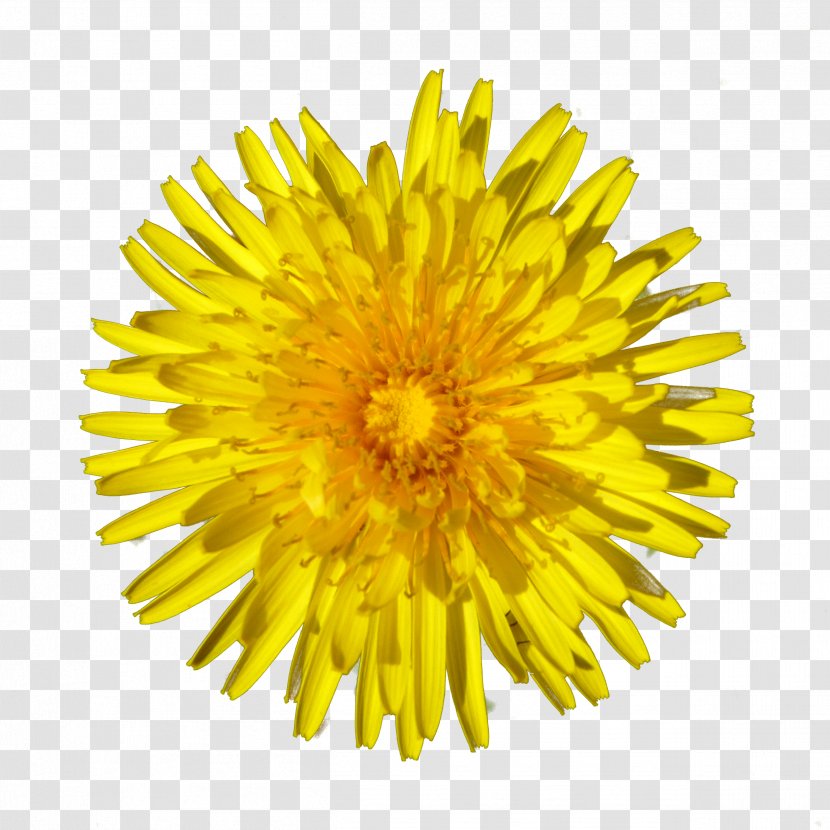 Honey Bee Dandelion Flower - Sunflowers Transparent PNG