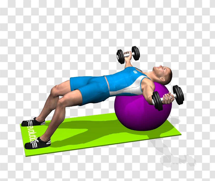 Medicine Balls Exercise Fly Dumbbell - Joint - Yoga Ball Transparent PNG