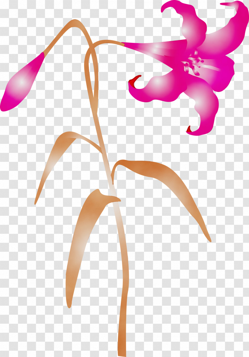 Flower Plant Pink Pedicel Petal Transparent PNG