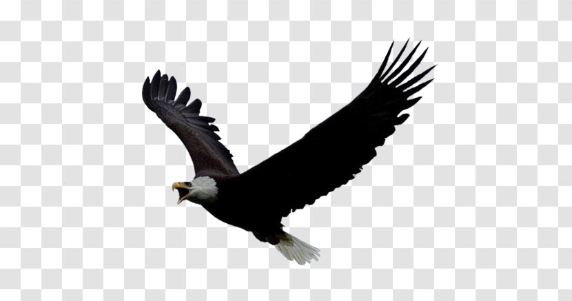 Bird Of Prey Bald Eagle Clip Art - Accipitriformes - Kartal Transparent PNG