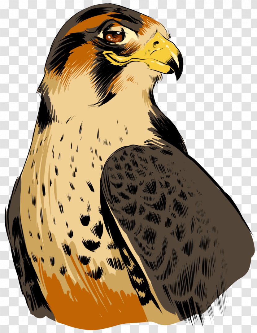 Pam Beesly Drawing Michael Scott Hawk Deviantart Beak Falcon Bird Transparent Png The update is that i'm retiring from this amino as michael scott. pnghut