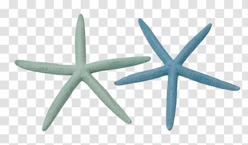 Linckia Laevigata Starfish Sea Urchin Marine Invertebrates - Sand Dollar Transparent PNG