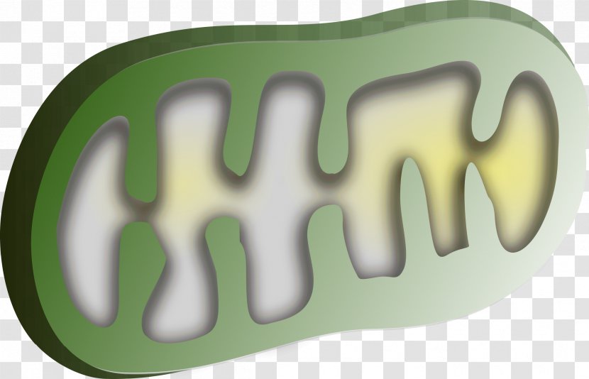 Chloroplast Mitochondrion Organelle Clip Art - Cell - Mitochondria Transparent PNG