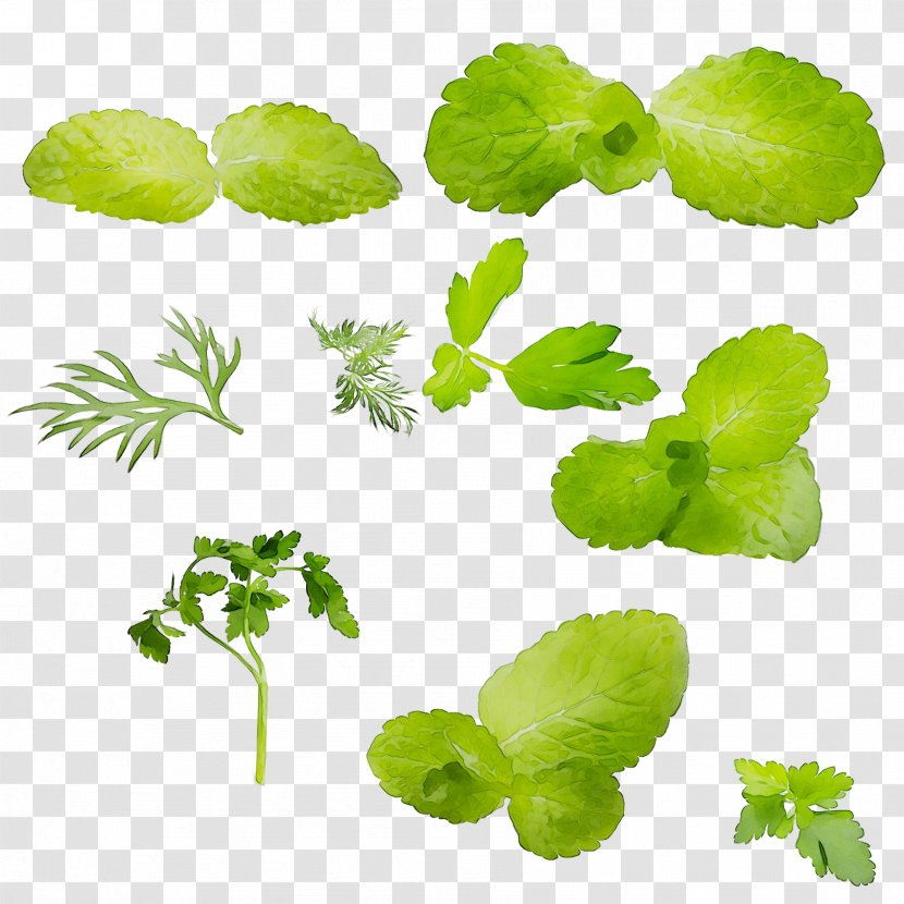 Leaf Greens Herbalism Plant Stem - Centella Asiatica Transparent PNG