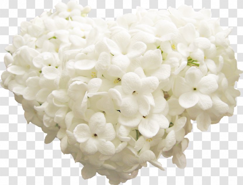 White Flower Transparent PNG