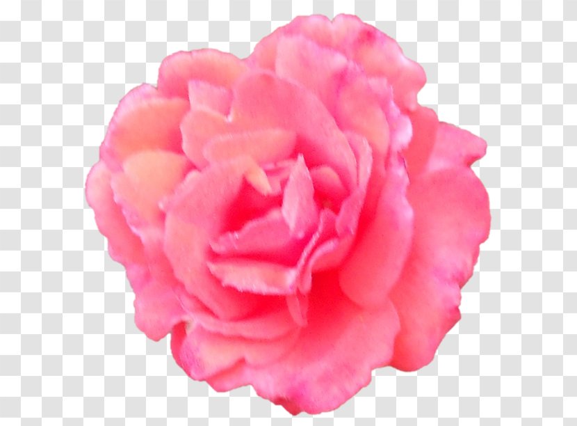 Garden Roses Cabbage Rose Japanese Camellia Cut Flowers Peony - Artificial Flower - Sign Transparent PNG