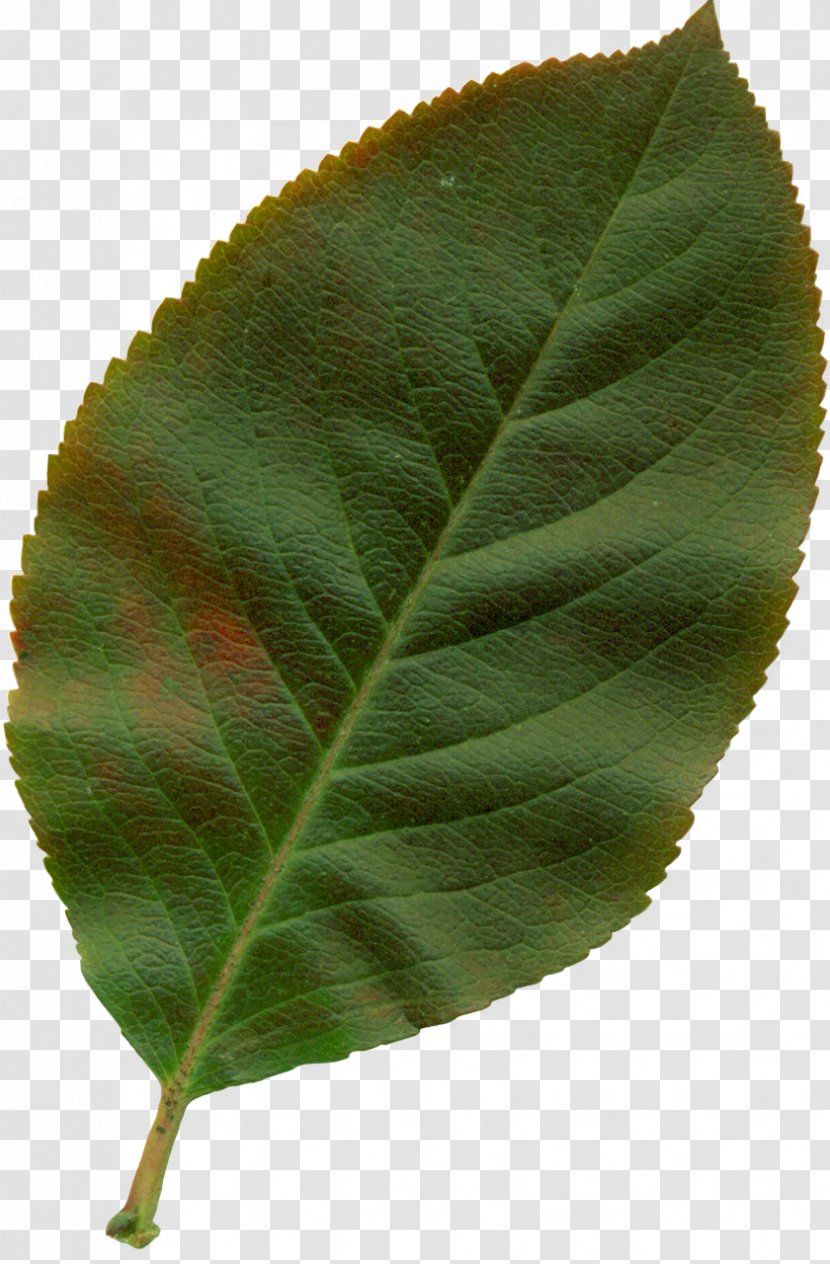 Autumn Leaf Color Plant Clip Art - Nature Transparent PNG