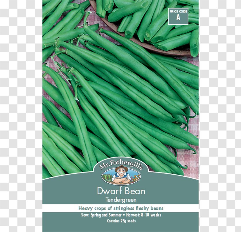 Green Bean Common Seed Runner - Wild - Vegetable Transparent PNG