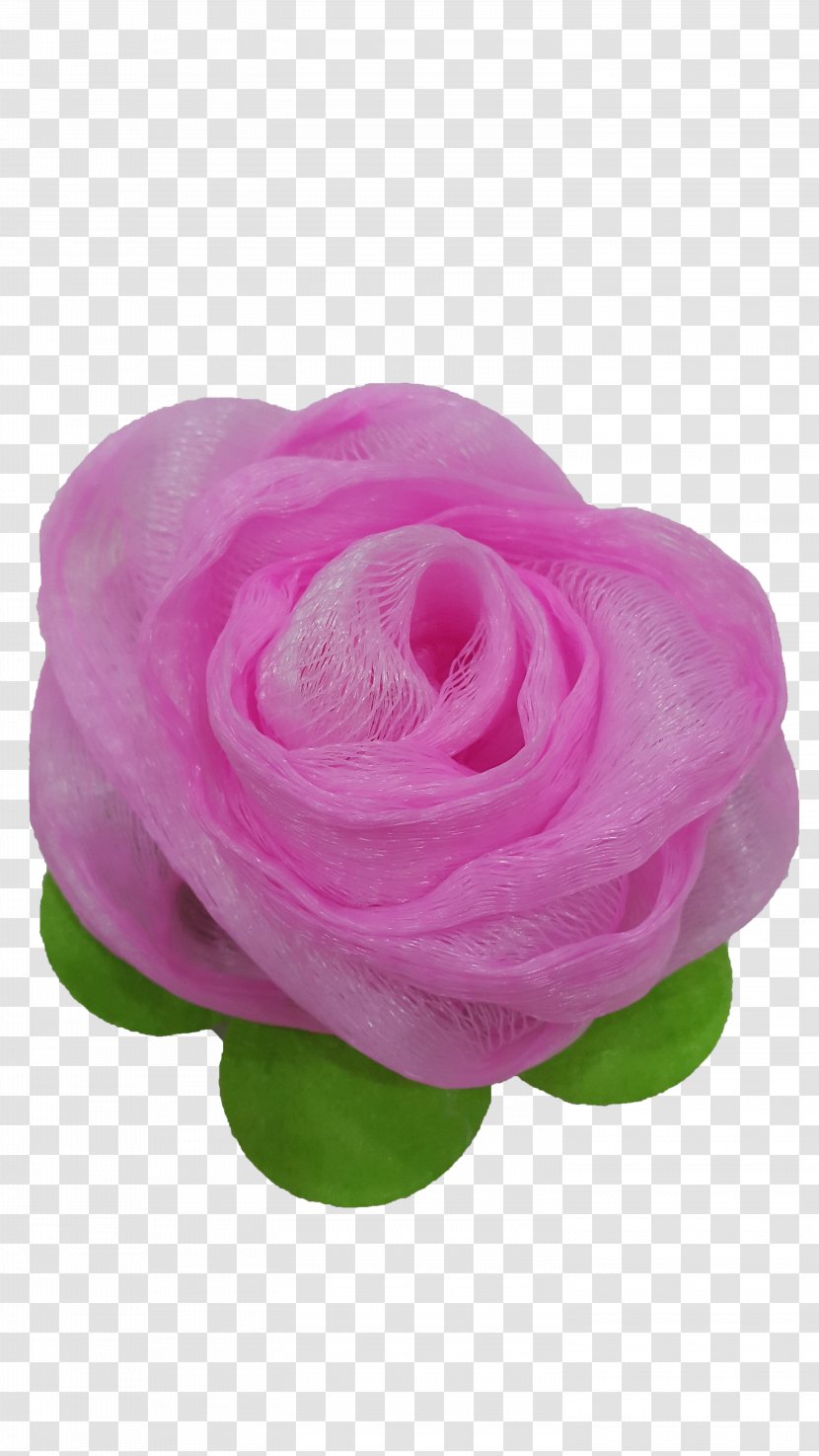Garden Roses Cabbage Rose Cut Flowers Petal - Order - Bong Transparent PNG