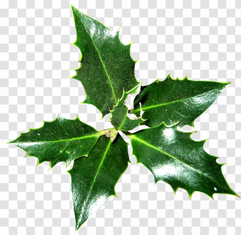 Common Holly Ilex Crenata Christmas Plant Magnolia - Ivy - HOLLY Transparent PNG