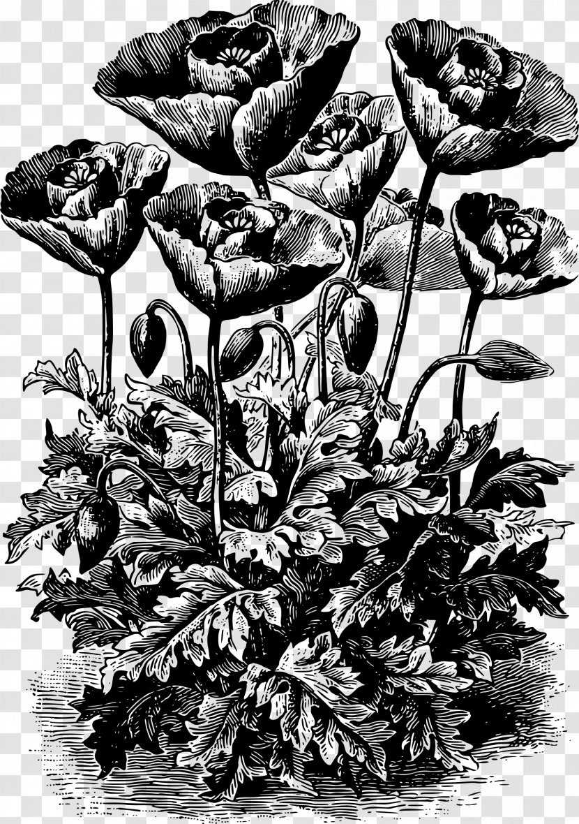 Opium Poppy The Meaning Of Flowers: A Garland Plant Lore And Symbolism From Popular Custom & Literature Remembrance - Flower - Clipart Transparent PNG