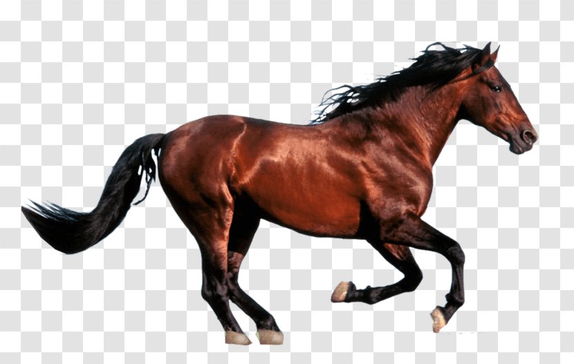 Image Mustang Clip Art Horse - Mare - Sorrel Transparent PNG