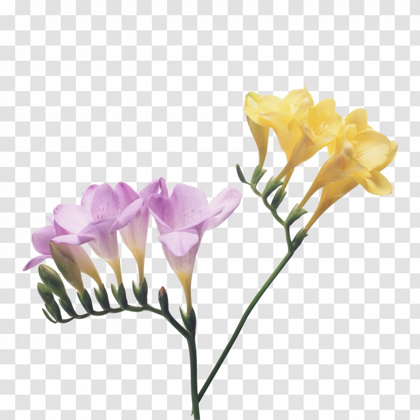 Freesia Cut Flowers Petal Bulb - Bud - Flower Transparent PNG