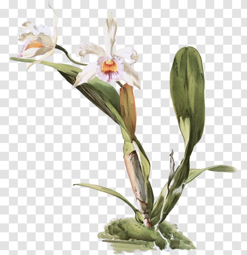 Moth Orchids Reichenbachia: Illustrated And Described Lindenia: Iconography Of Slipper Cattleya Lueddemanniana - Flower Transparent PNG