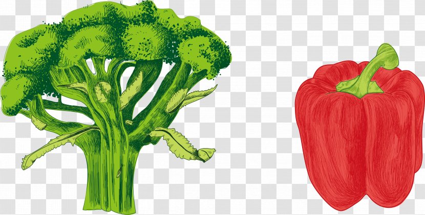 Chili Pepper Bell Cayenne Vegetable - Diet Food - Watercolor Colored Vegetables Transparent PNG