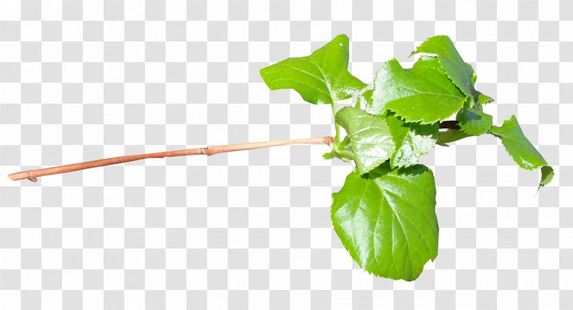 Leaf Vegetable Chard Plant Stem - Basil Transparent PNG