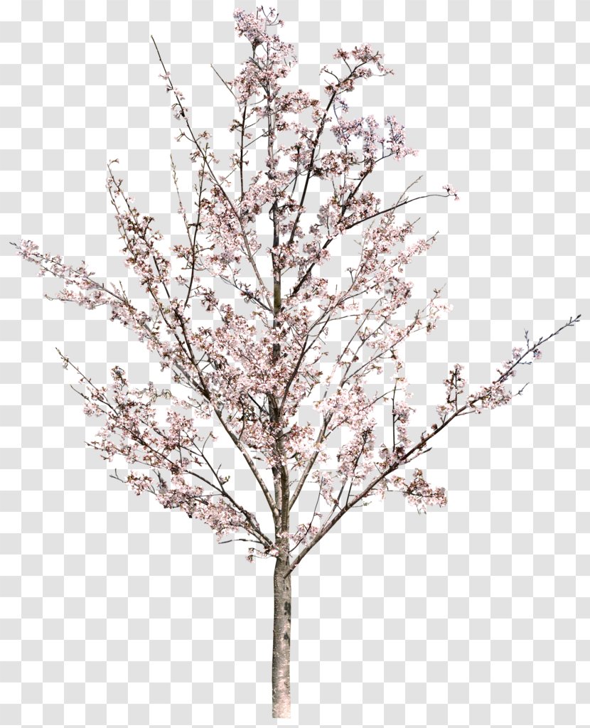 National Cherry Blossom Festival Image - Spring - Flower Tree Transparent PNG