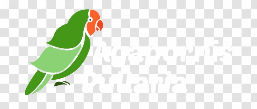 Parrot Beak Clip Art - Green Transparent PNG