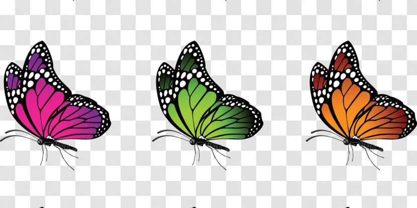 Insect Color Butterfly - Animal - High-definition Irregular Shape Light Effect Transparent PNG