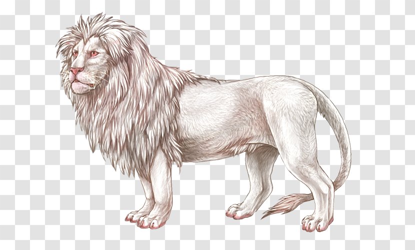 Lion Dog Canidae Snout Sketch - Big Cat Transparent PNG