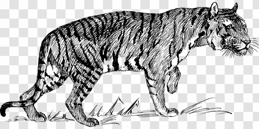 Bengal Tiger Siberian Felidae Clip Art - Wildlife Transparent PNG