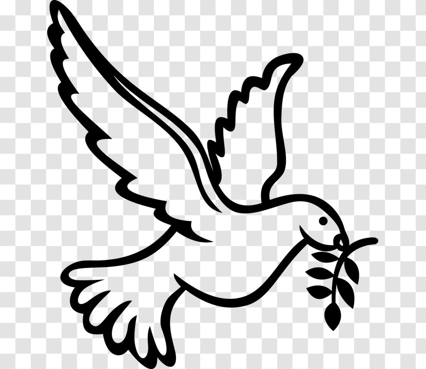 Columbidae Bird Doves As Symbols Domestic Pigeon Transparent PNG