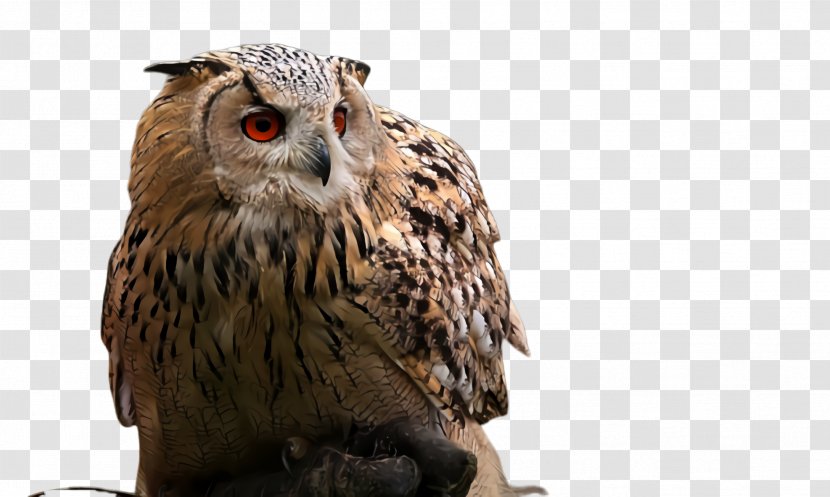 Owl Bird Of Prey Beak Falcon - Falconiformes Wildlife Transparent PNG