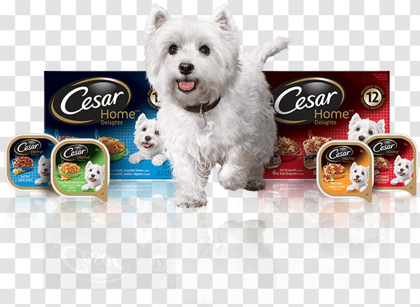 Dog Breed West Highland White Terrier Puppy Companion Food - Carnivoran Transparent PNG