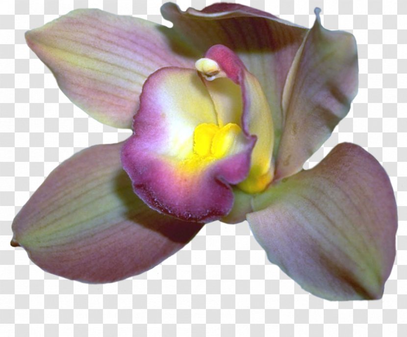Moth Orchids Cattleya - Flowering Plant Transparent PNG