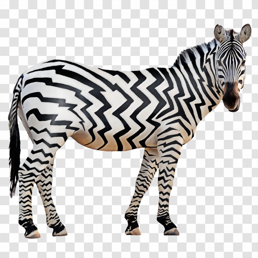 Zebra Cartoon - Mural - Snout Wildlife Transparent PNG