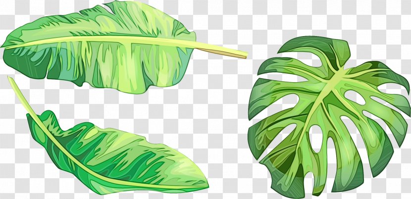 Drawing Of Family - Palm Trees - Arum Flower Transparent PNG