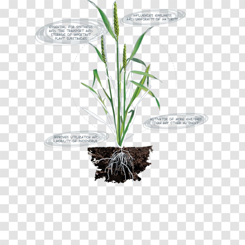 Leaf Grasses Herb Plant Stem Flowerpot Transparent PNG