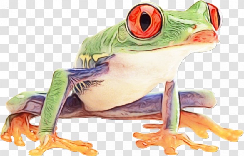 True Frog Red-eyed Tree Toad - Bullfrog Transparent PNG