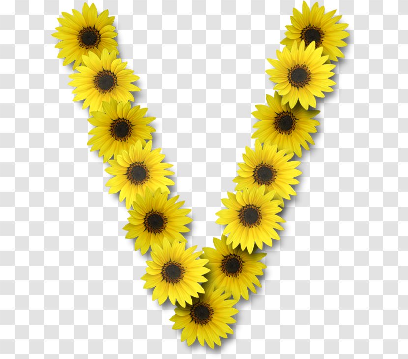 Common Sunflower Letter V Alphabet - Flower Transparent PNG