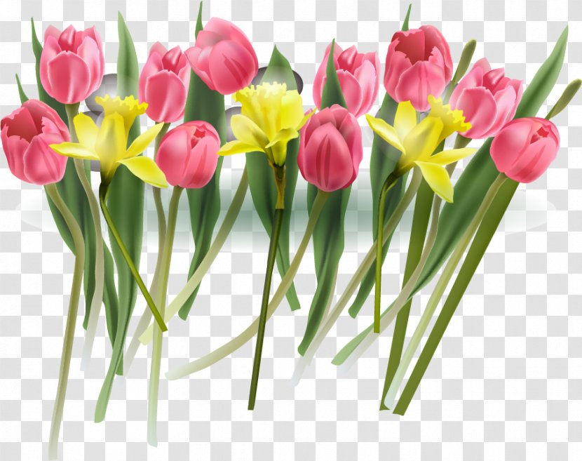 Tulip Flower Euclidean Vector - Seed Plant Transparent PNG