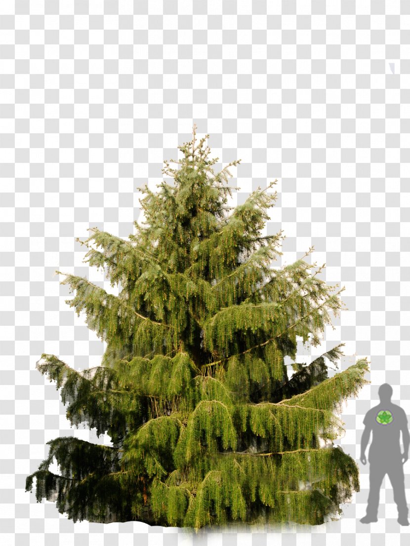Larch Pine Fir Picea Breweriana Spruce - Conifers Transparent PNG