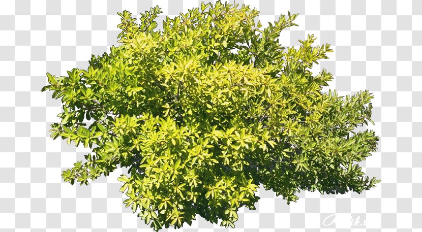 Shrub Plant Ампельные растения Adiantum Capillus-veneris Shade Tolerance - Branch - Roll-up Bundle Transparent PNG
