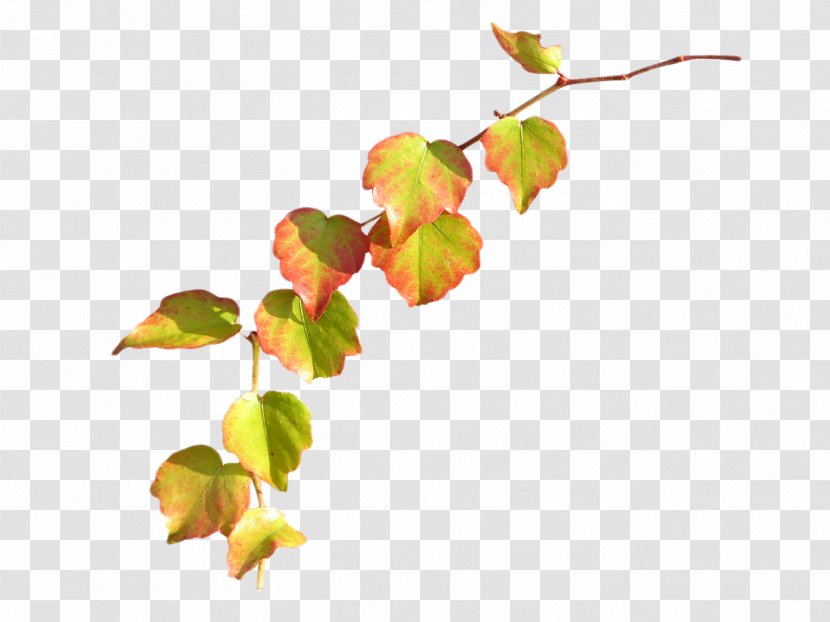 Twig Plant Stem Bud Leaf Petal - Blossom Transparent PNG