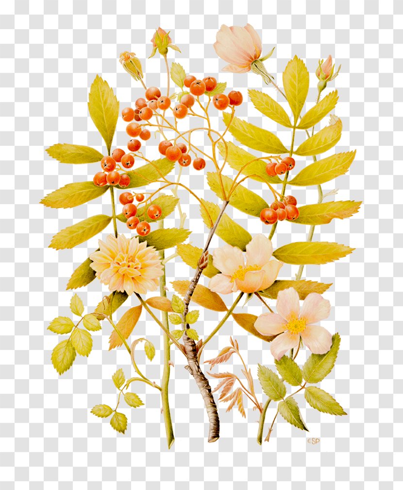 Floral Design Cut Flowers Twig Plant Stem - Flora - Tilia Cordata Transparent PNG