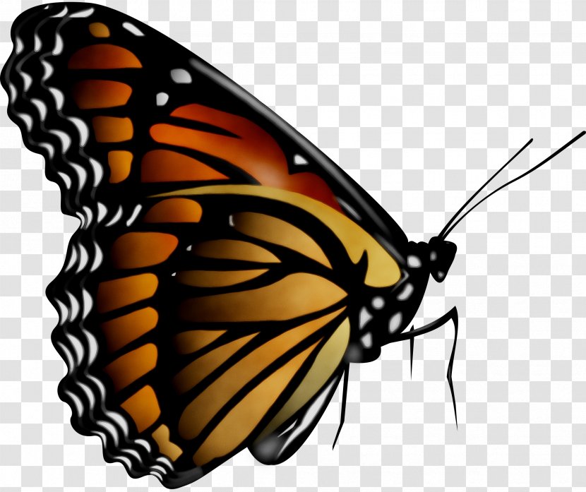 Stock Photography Monarch Butterfly Image - Brushfooted - Invertebrate Transparent PNG
