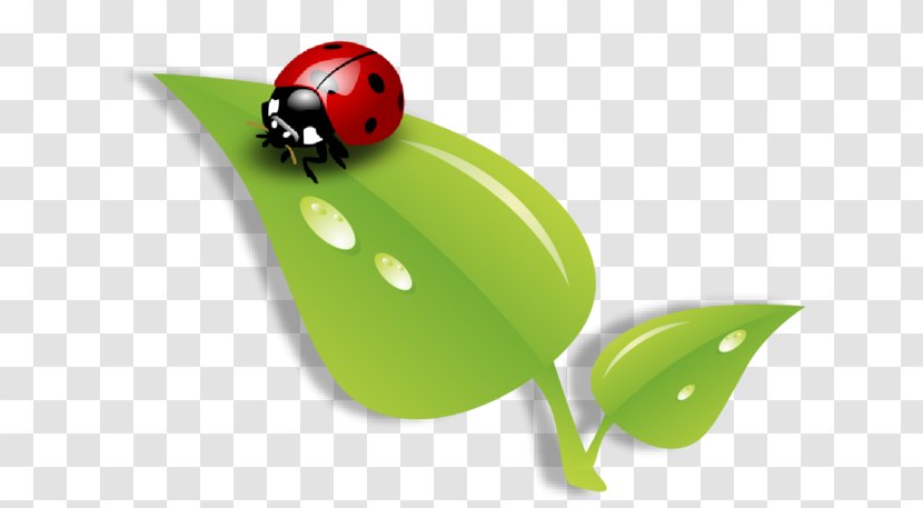 Ladybird Beetle Leaf Clip Art Streamline Creations LLC - Insect - Baby Ladybugs Transparent PNG