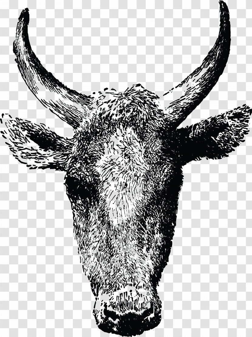 Texas Longhorn Angus Cattle Ox Bull Beef - Antler - Cow Transparent PNG