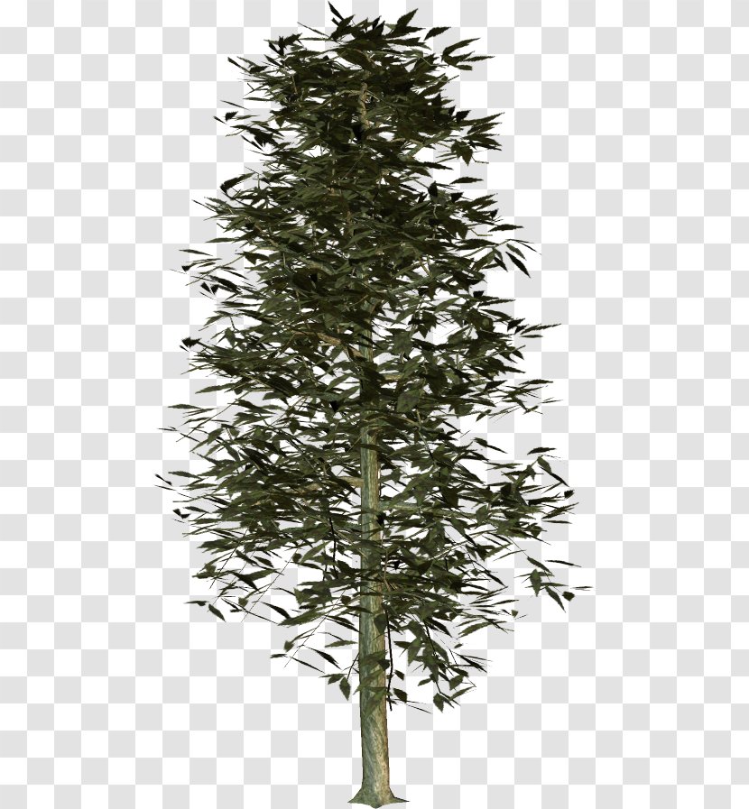 Spruce Fir Larch Pine Twig - Christmas Tree Transparent PNG